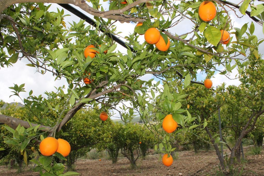Tenuta Lanza Il Mulino Acquaviva Platani Exterior foto